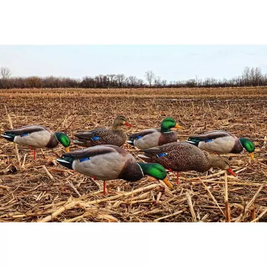 Formes de colvert sur pattes AvianX