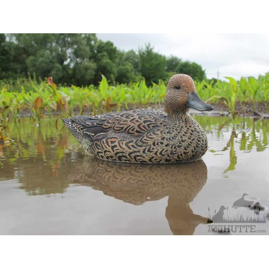 Formes de pilet AvianX actifs