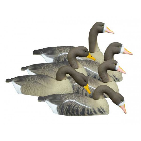 Coquille d'oie rieuse standard x6	