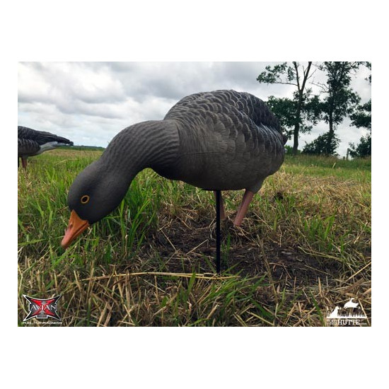 Formes d'oie cendrée sur pattes AvianX x6