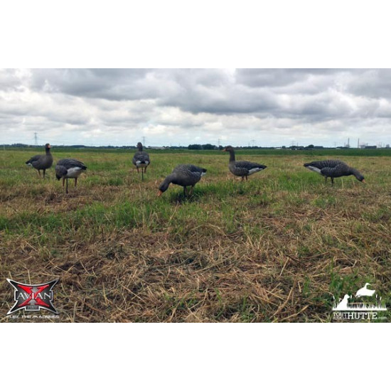 Formes d'oie cendrée sur pattes AvianX x6