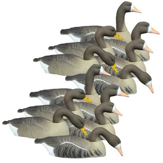 Coquille oie rieuse Higdon x12