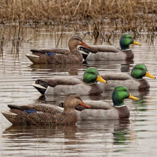 Formes de colvert AvianX open water HD