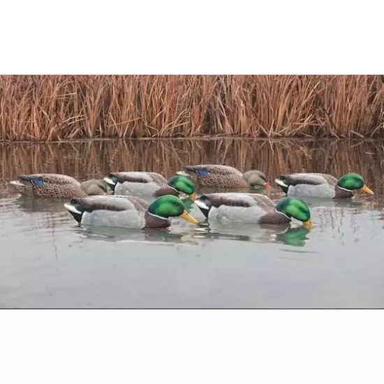 Formes de colvert AvianX actives HD