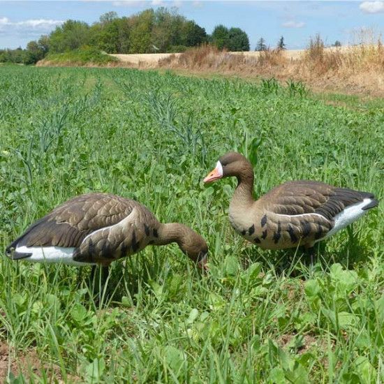 Formes d'oie rieuse sur pattes Final Approach