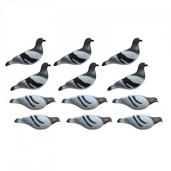 Formes de pigeon biset HD x12