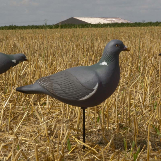 Formes de pigeon actif Last Pass x6