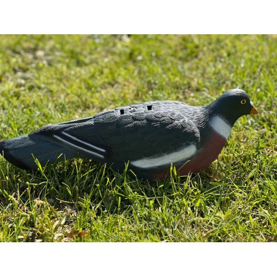 Formes de pigeon coquille...