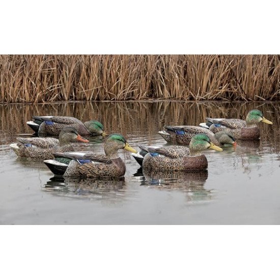 Formes de colvert AvianX early season HD