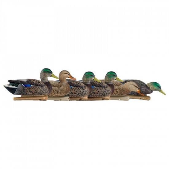 Formes de colvert AvianX early season HD