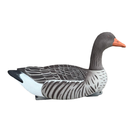 Formes d’Oie Cendrée Active...