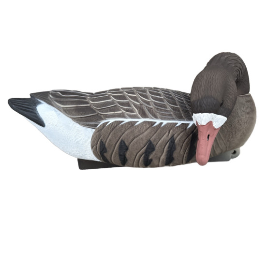 Formes d’Oie Rieuse...